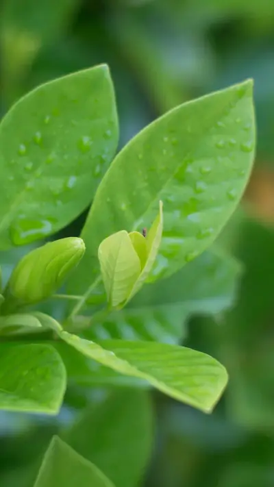 Natural Still Life-PAIXIN