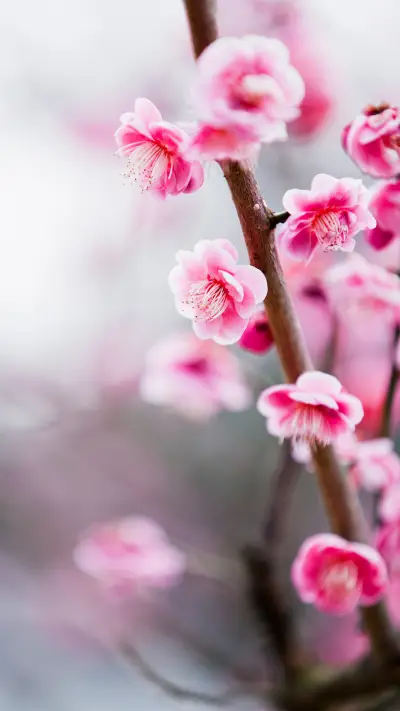 international_plant (5) - Screenshot 1