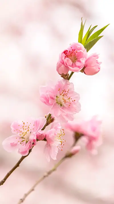 桃花-【视觉中国】 - Screenshot 1