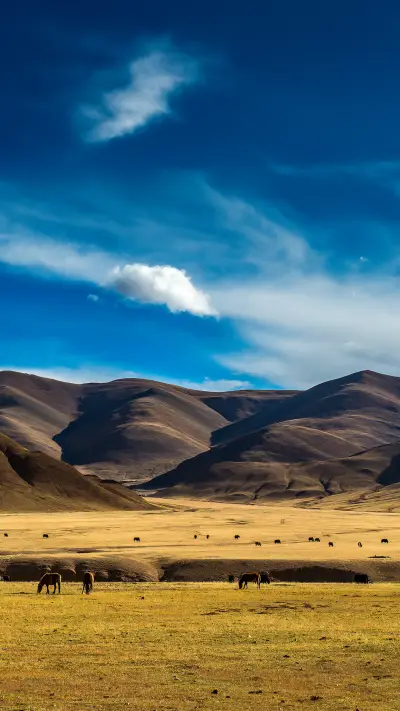 Grassland scenery 42