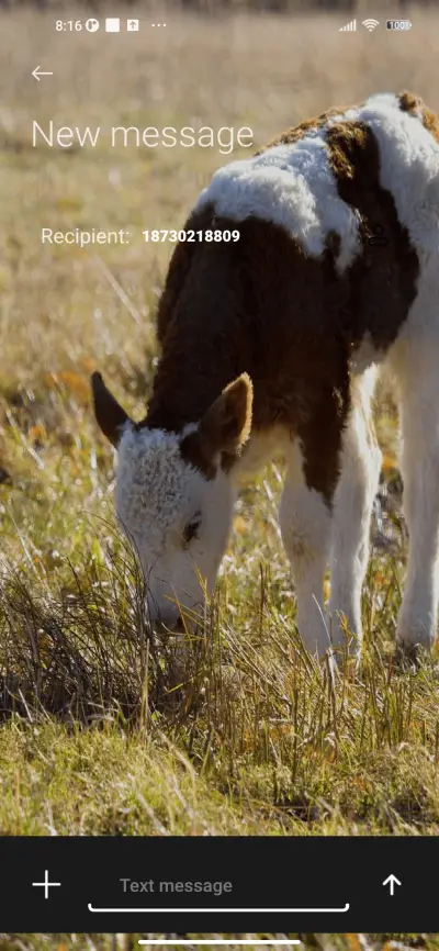 Niu Niu eats grass - Screenshot 8