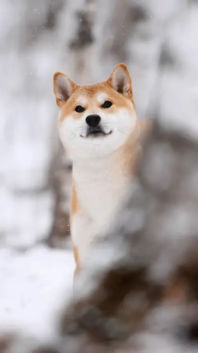 international_animal (3) - Screenshot 1