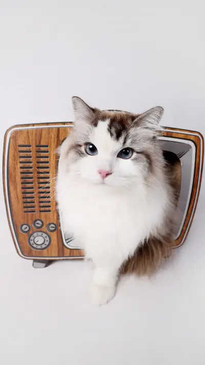 How high is the cats IQ