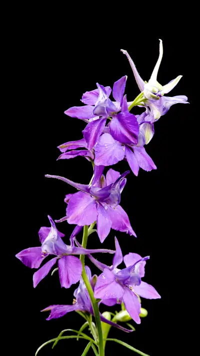 Flying swallow grass