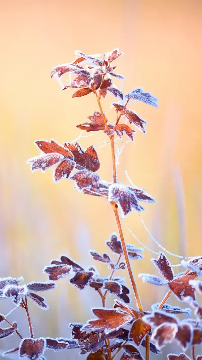 Winter plants