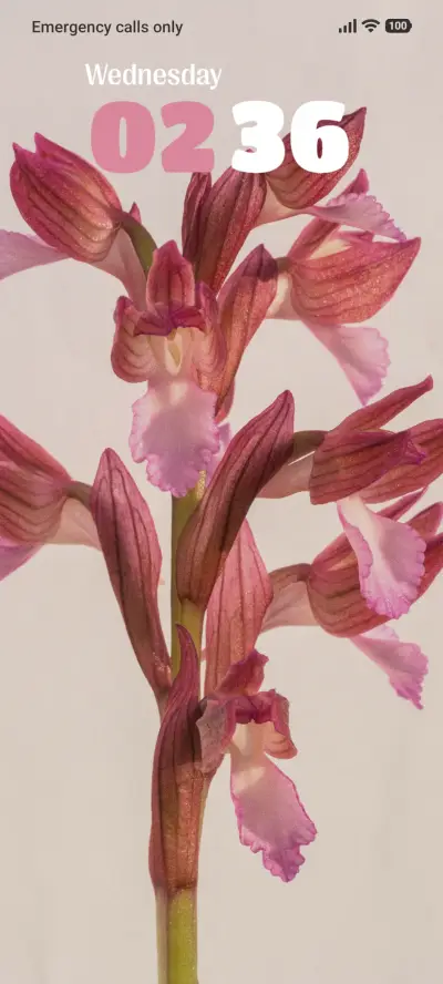 Red Orchid - Screenshot 1