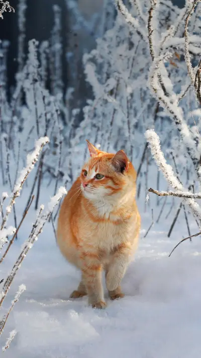 An Orange Cat Walking in The Snow
