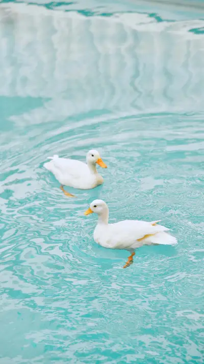 Why do ducks walk unsteadily - Screenshot 1