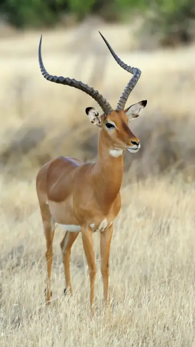 Impala with Long Horns
