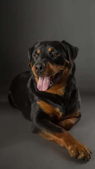 Dog Fighting Ranking 7