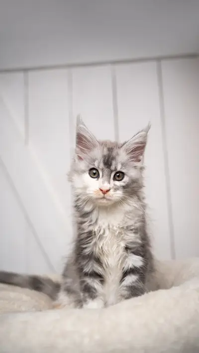 Cute black silver torbie Maine Coon kitten on white cushion - Screenshot 1