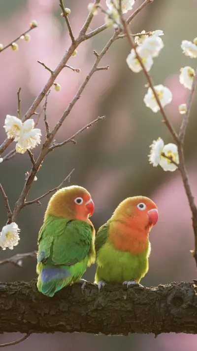 Parrot in Spring Cute and Dynamic 4 - Screenshot 1