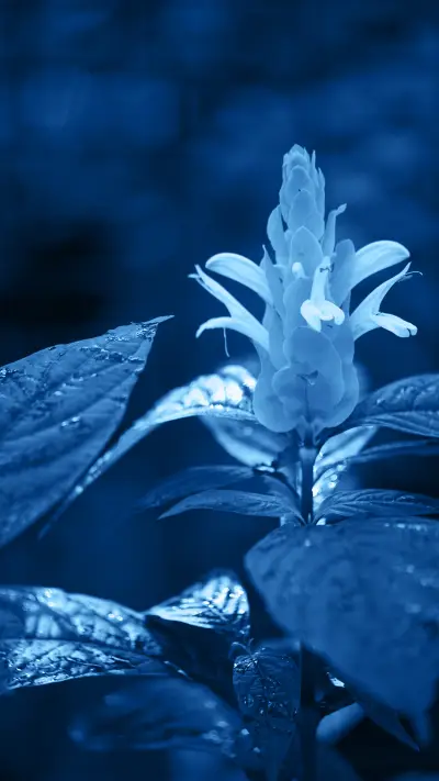 Healing wallpaper-03 - Screenshot 1