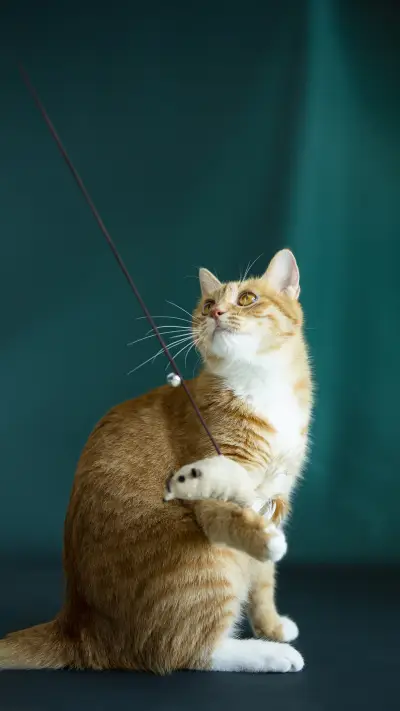 Why do cats eat cat grass