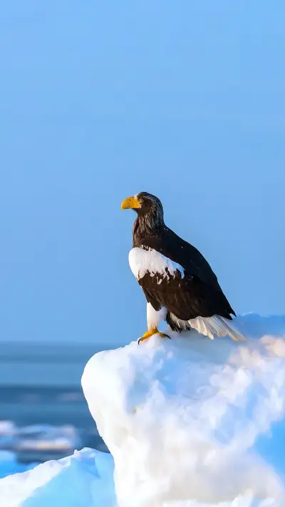 Steller's Sea Eagle - Screenshot 1