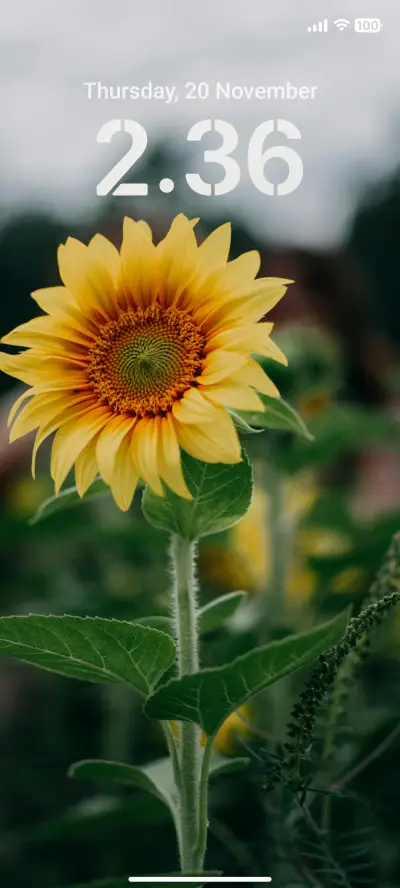Yellow Sunflower