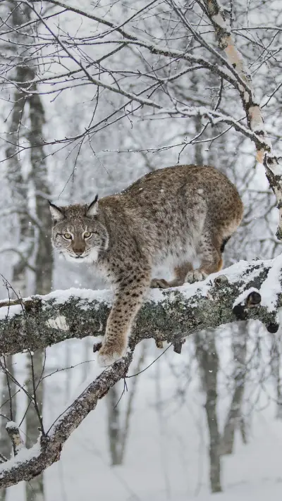 Lynx in Tree