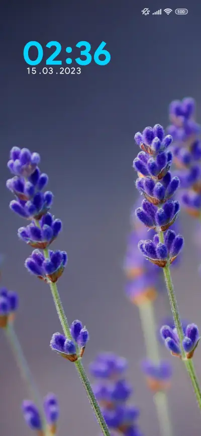 lavender blossom
