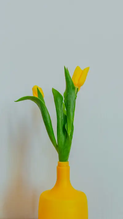 Bright fresh yellow tulips on white background - Screenshot 1