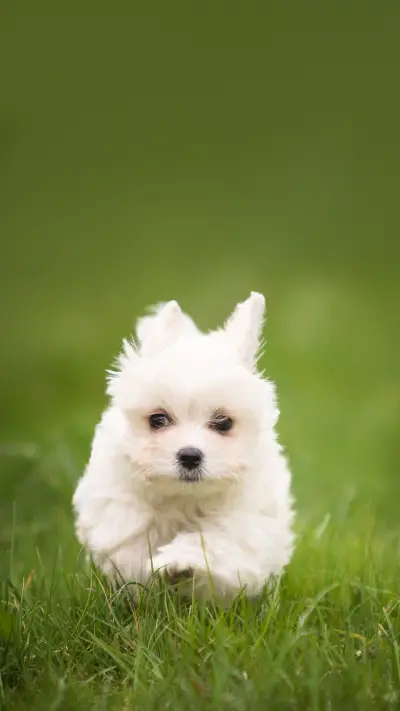 Havanese puppy outdoor