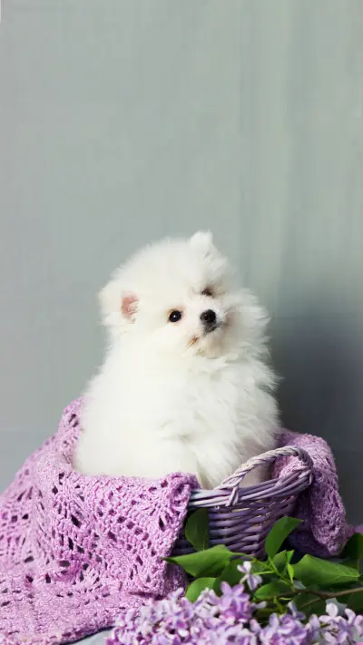 Pomeranian spitz. Cute puppy - Screenshot 1