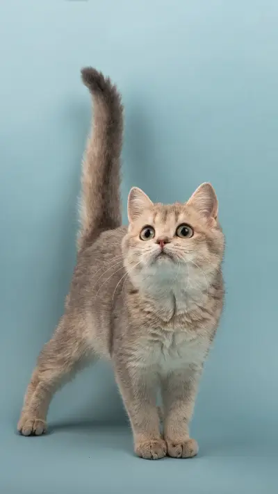 How to choose a cats diet