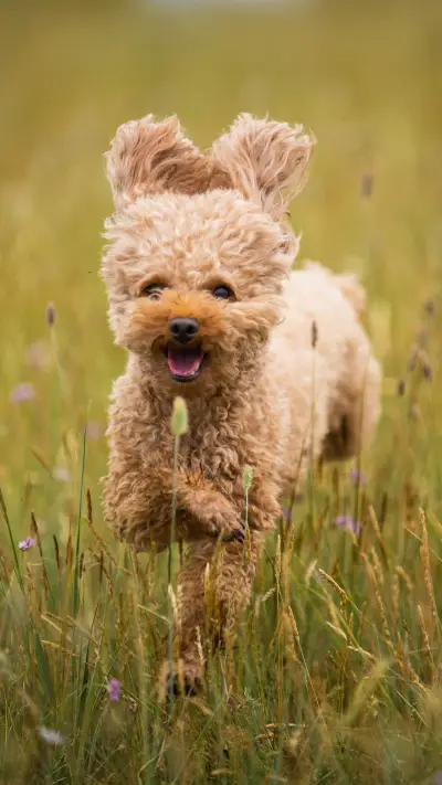 5 kinds of dogs most suitable for home 3