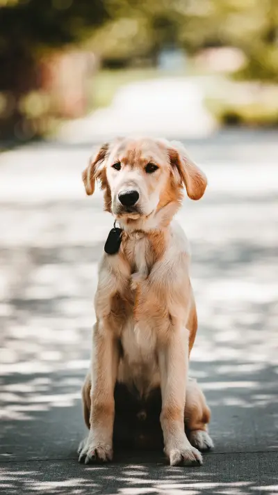 international_animal