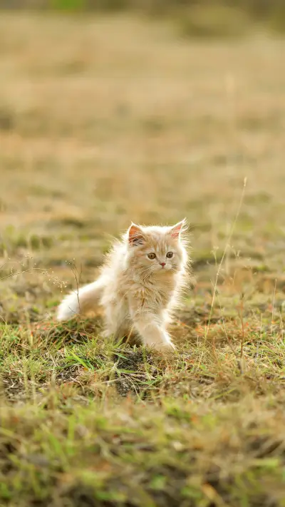 Pay attention to the sound the cat makes