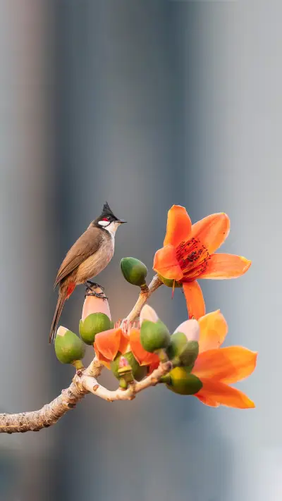 Kapok natural cashmere