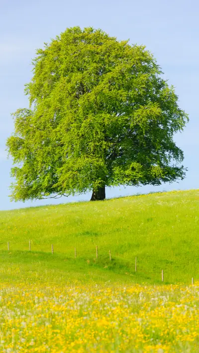 Green tree and blue sky