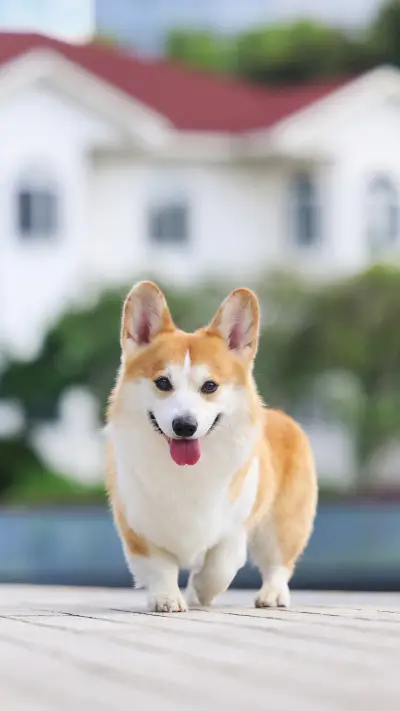 The profound meaning of dog licking behavior 2