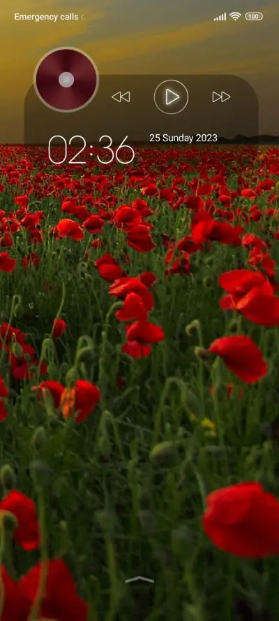 flowers poppies - Screenshot 1