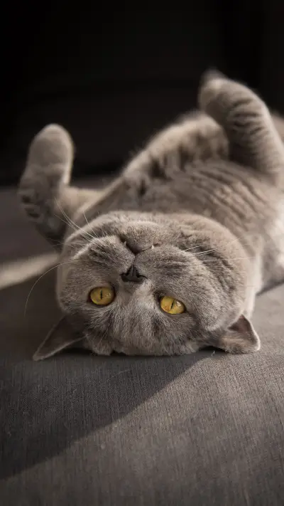 Blue cats are also divided into several types - Screenshot 1