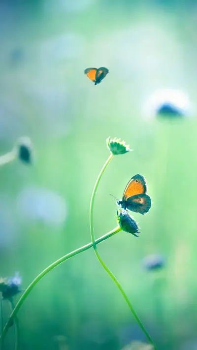 Flowers in the Corner