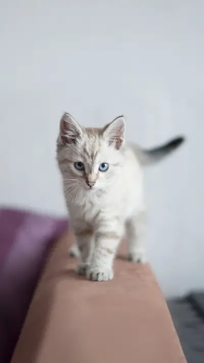 Little British kitten marble colors on gray background