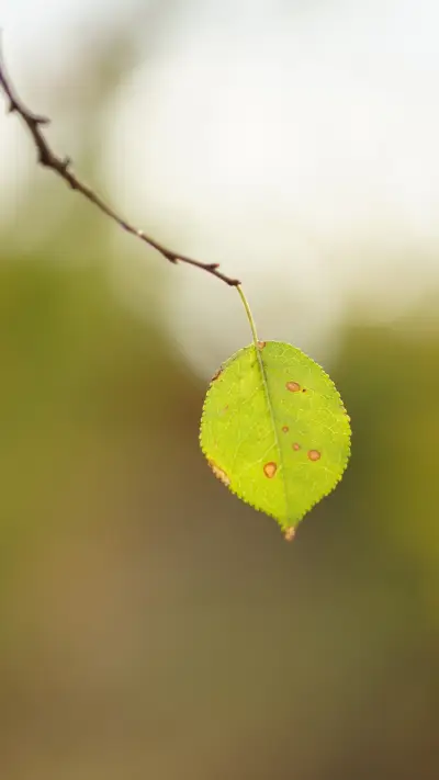 leaf