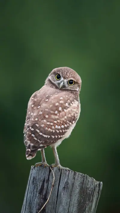 The only bird that can distinguish blue