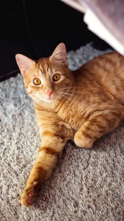 Why cats steal kisses sleeping 82