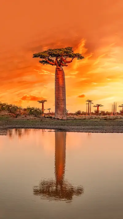 Beautiful Baobab Trees at Sunset
