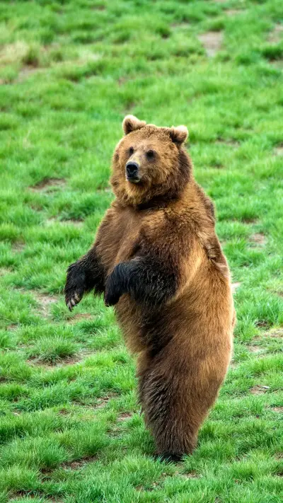 The toughest animal overlord 37