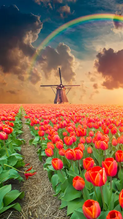 Magnificent flower fields