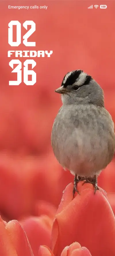 Bird - Screenshot 1