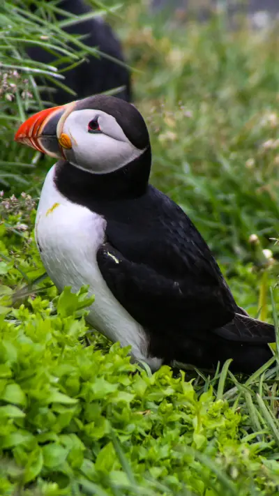 Brid (6) - Screenshot 1