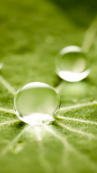 international_plant (2)