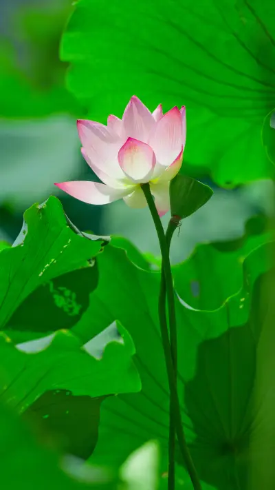 Summer lotus