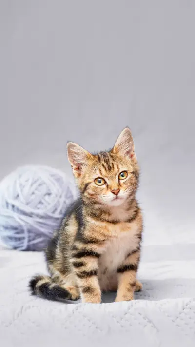 Tabby kitten sitting on the bed with a bored