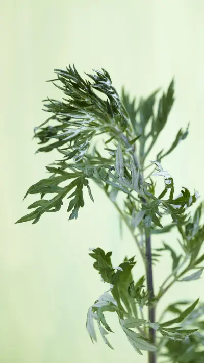 Plants that can smoke mosquitoes 49 - Screenshot 1