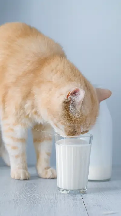 A cat drinking milk 14 - Screenshot 1