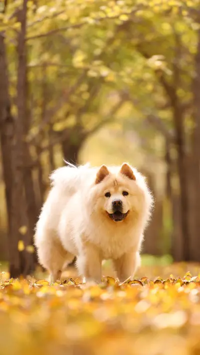 A seemingly gentle but difficult dog 52